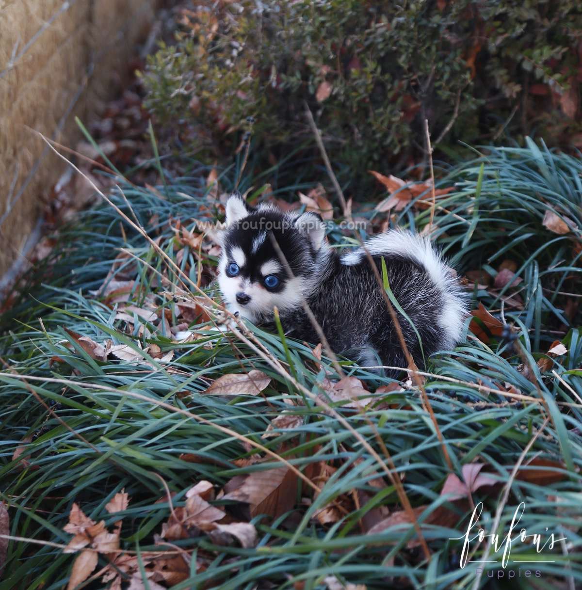 Zazu - Pomsky M.