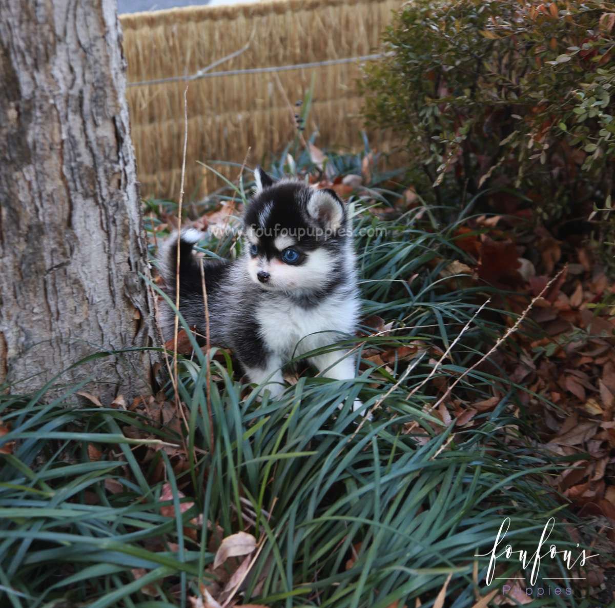 Zazu - Pomsky M.