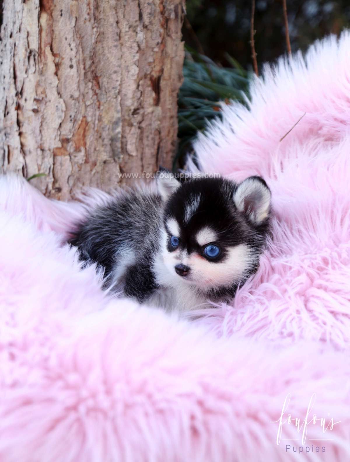 Zazu - Pomsky M.