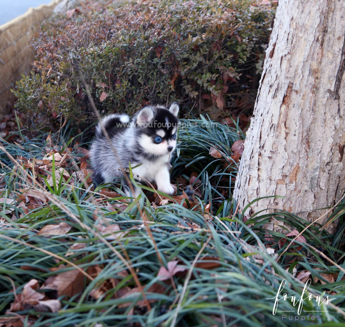Zazu - Pomsky M.