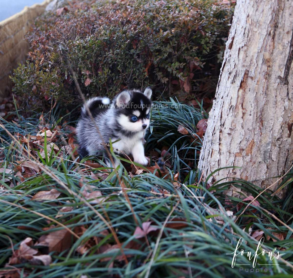 Zazu - Pomsky M.