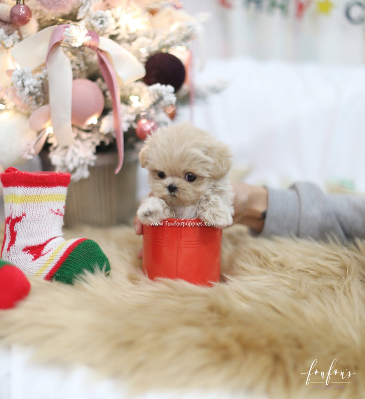 Sweetie - Maltipoo F.
