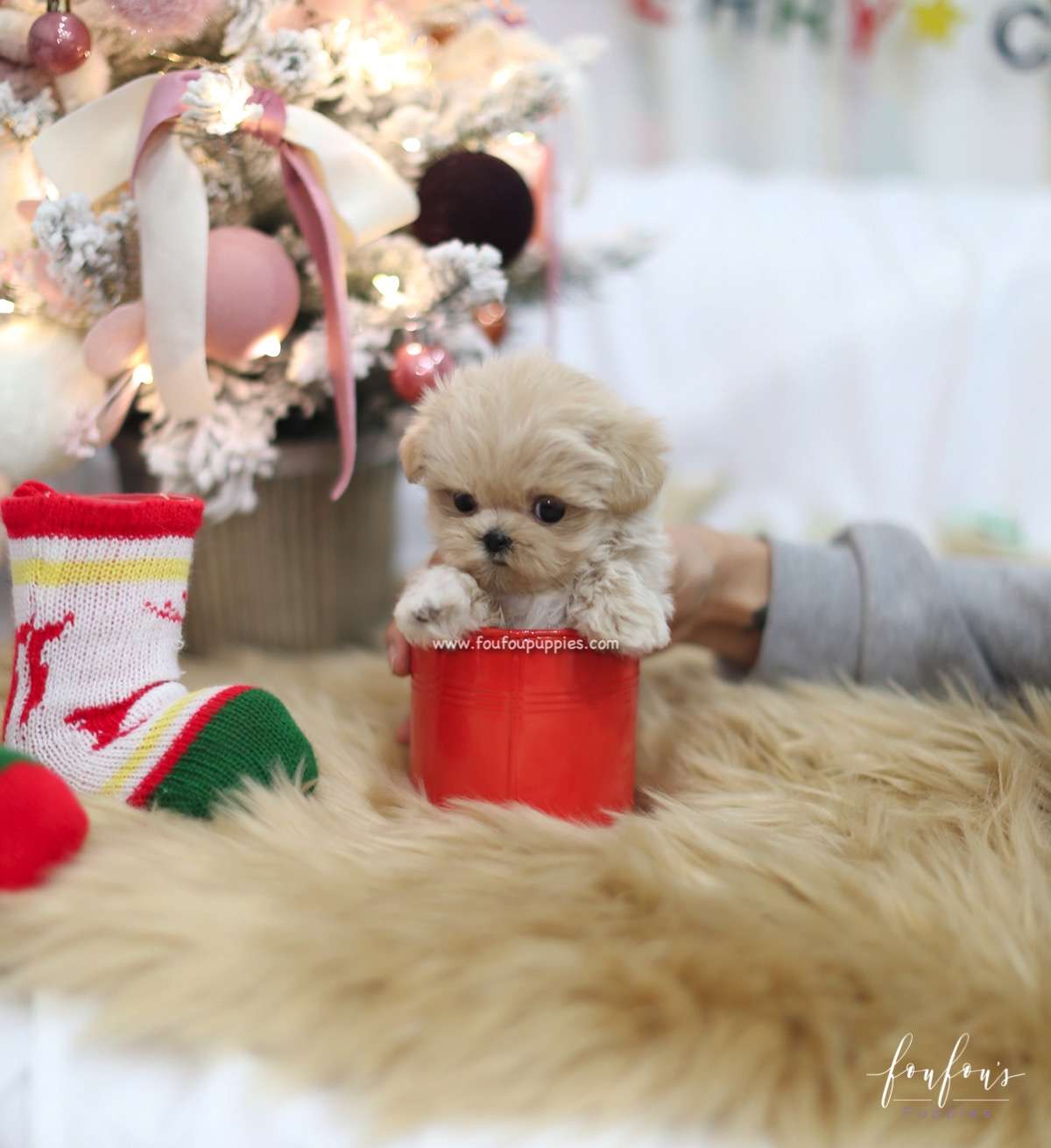 Sweetie - Maltipoo F.