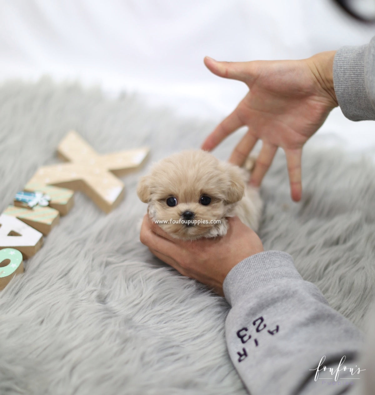 Sweetie - Maltipoo F.