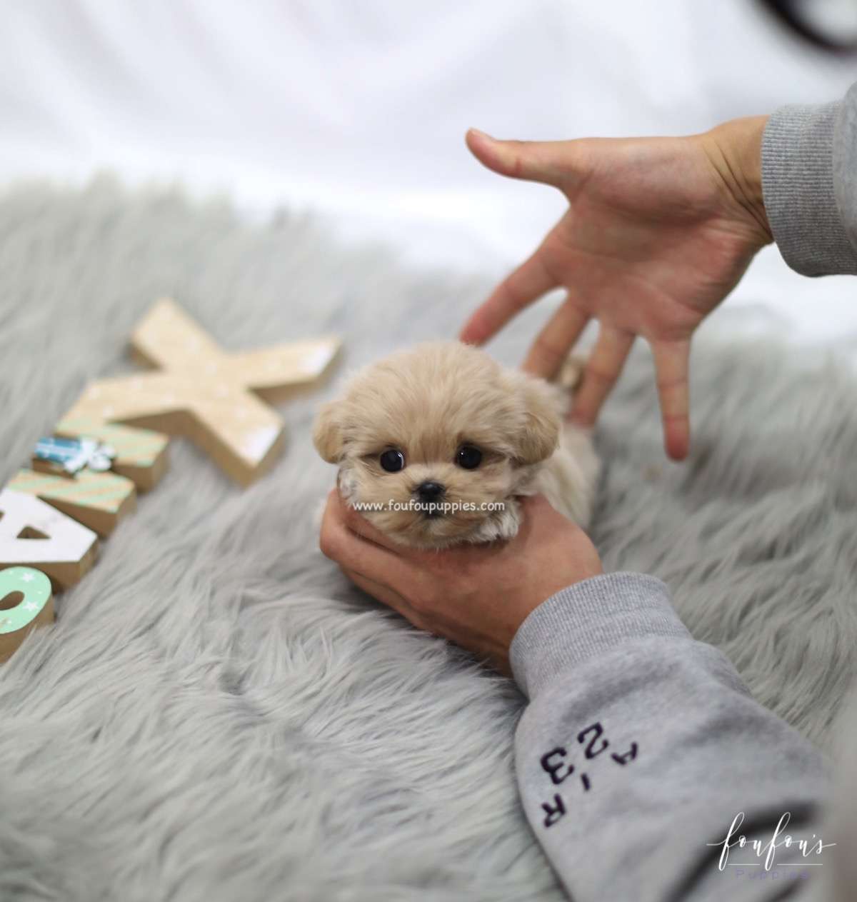Sweetie - Maltipoo F.