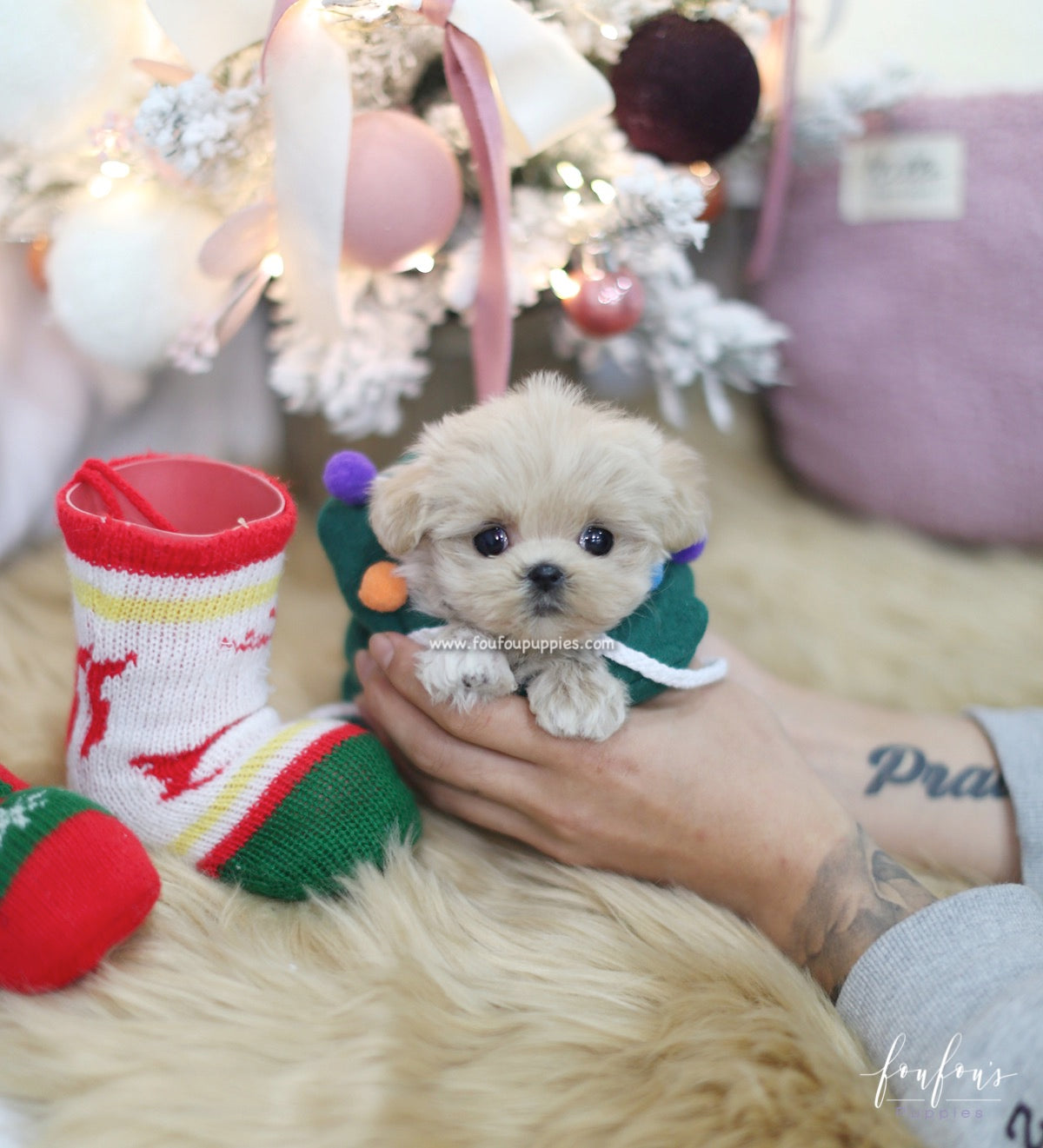 Sweetie - Maltipoo F.