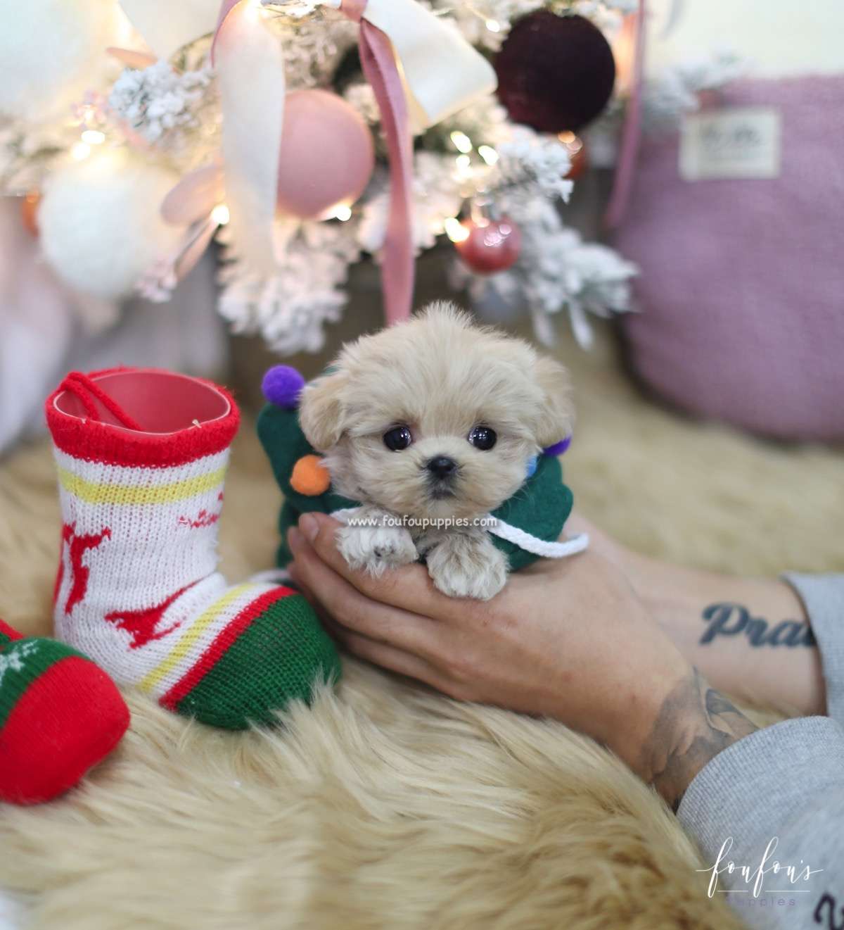 Sweetie - Maltipoo F.