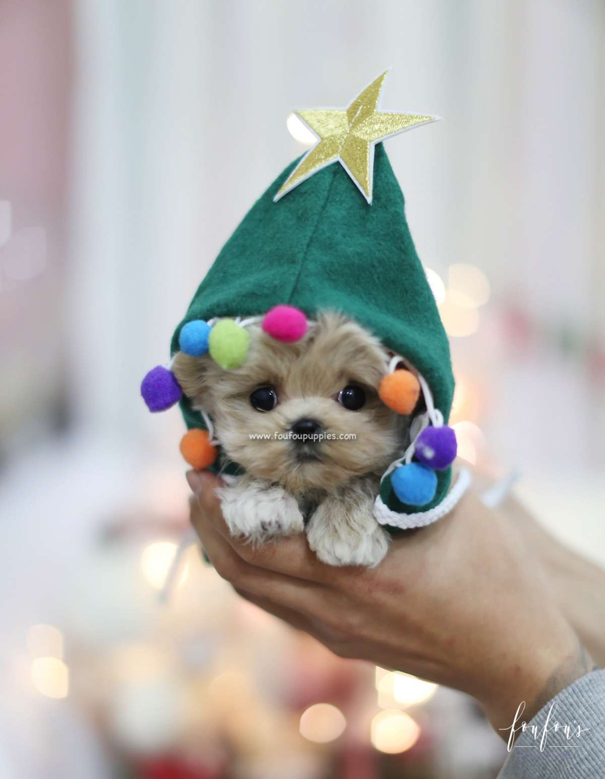 Sweetie - Maltipoo F.