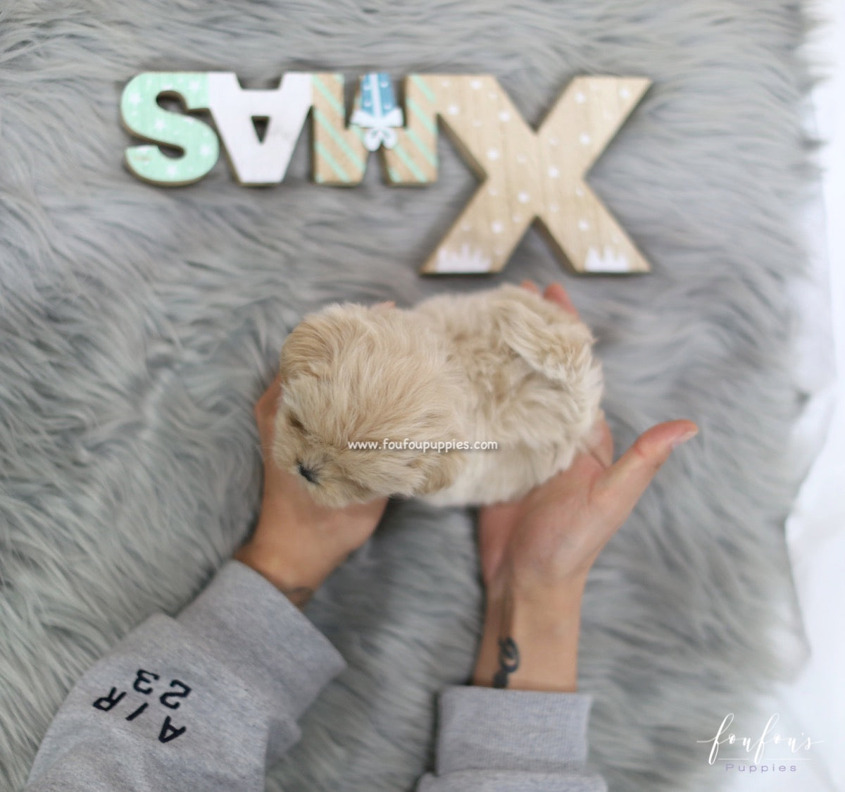 Sweetie - Maltipoo F.