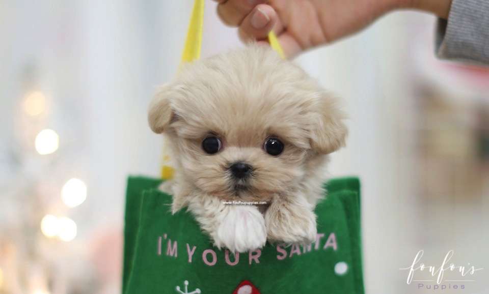 Sweetie - Maltipoo F.