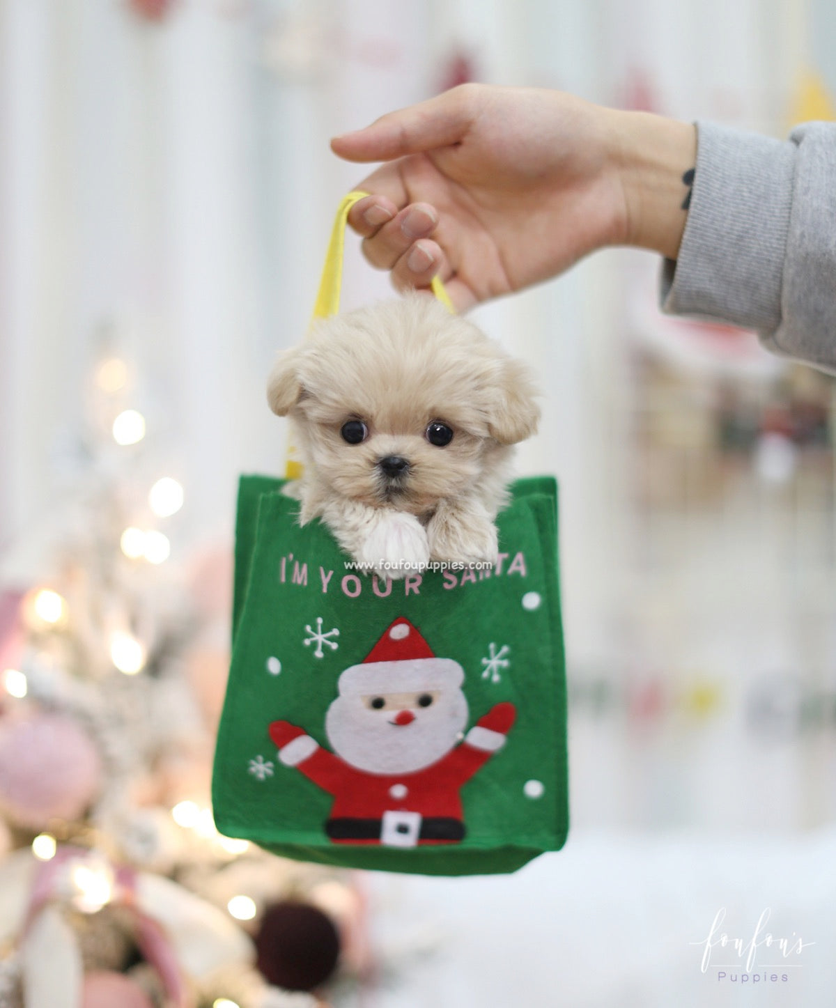 Sweetie - Maltipoo F.