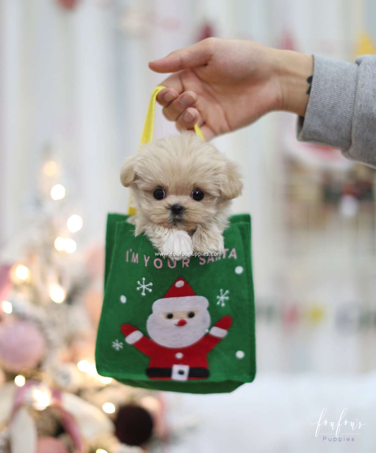 Sweetie - Maltipoo F.