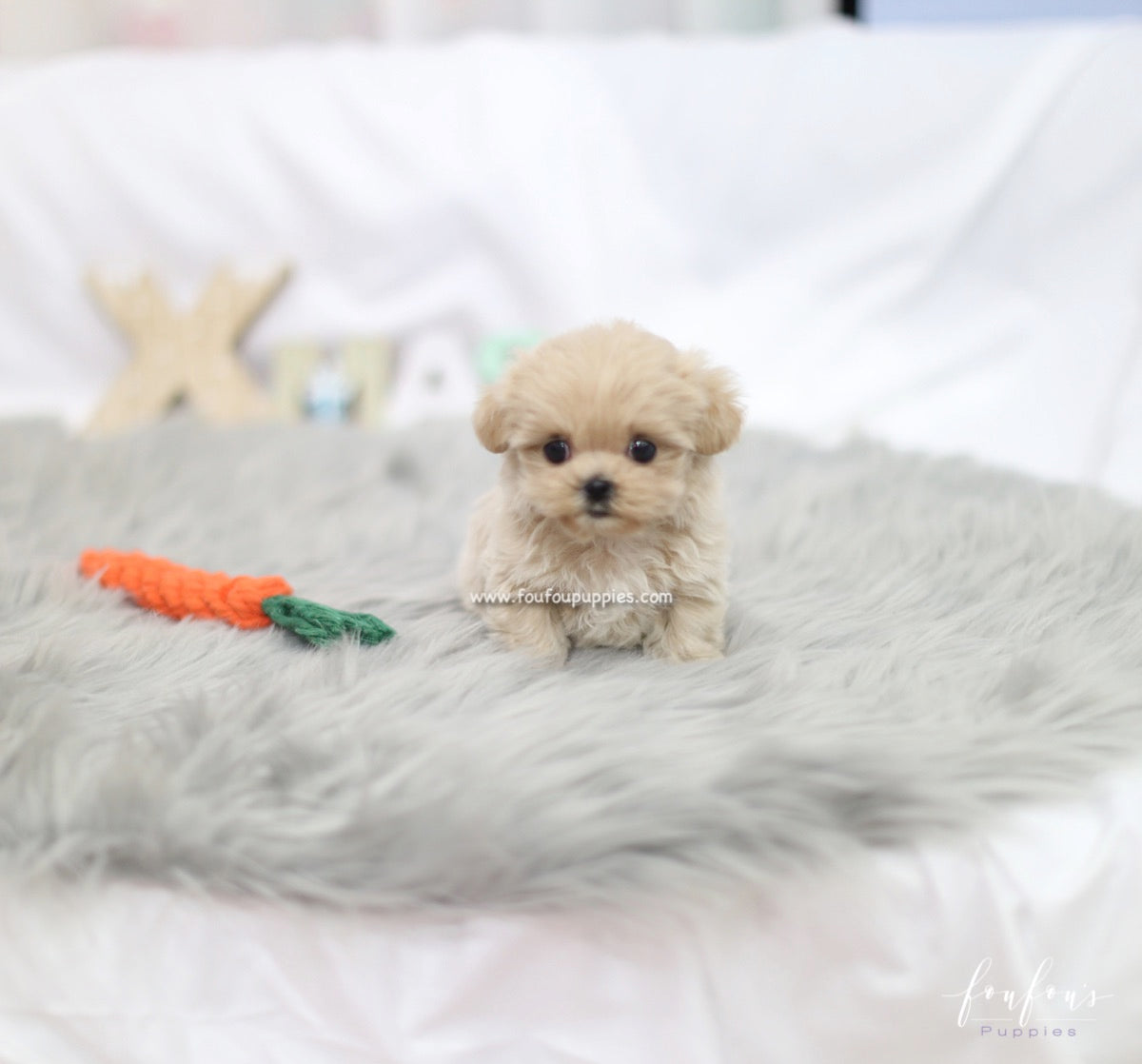 Sweetie - Maltipoo F.