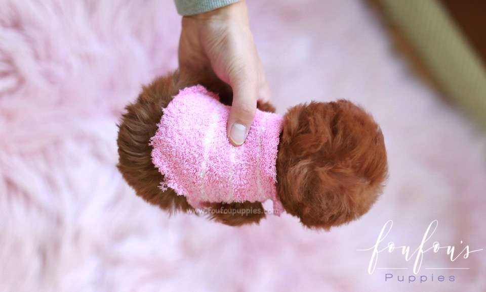 Cherry - Poodle F.