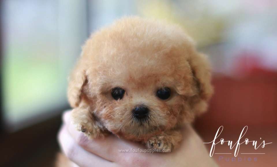Pixie - Poodle F.