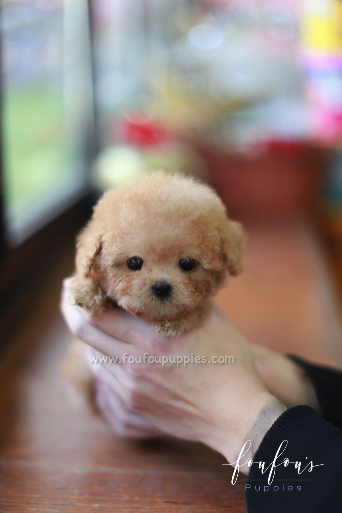 Pixie - Poodle F.