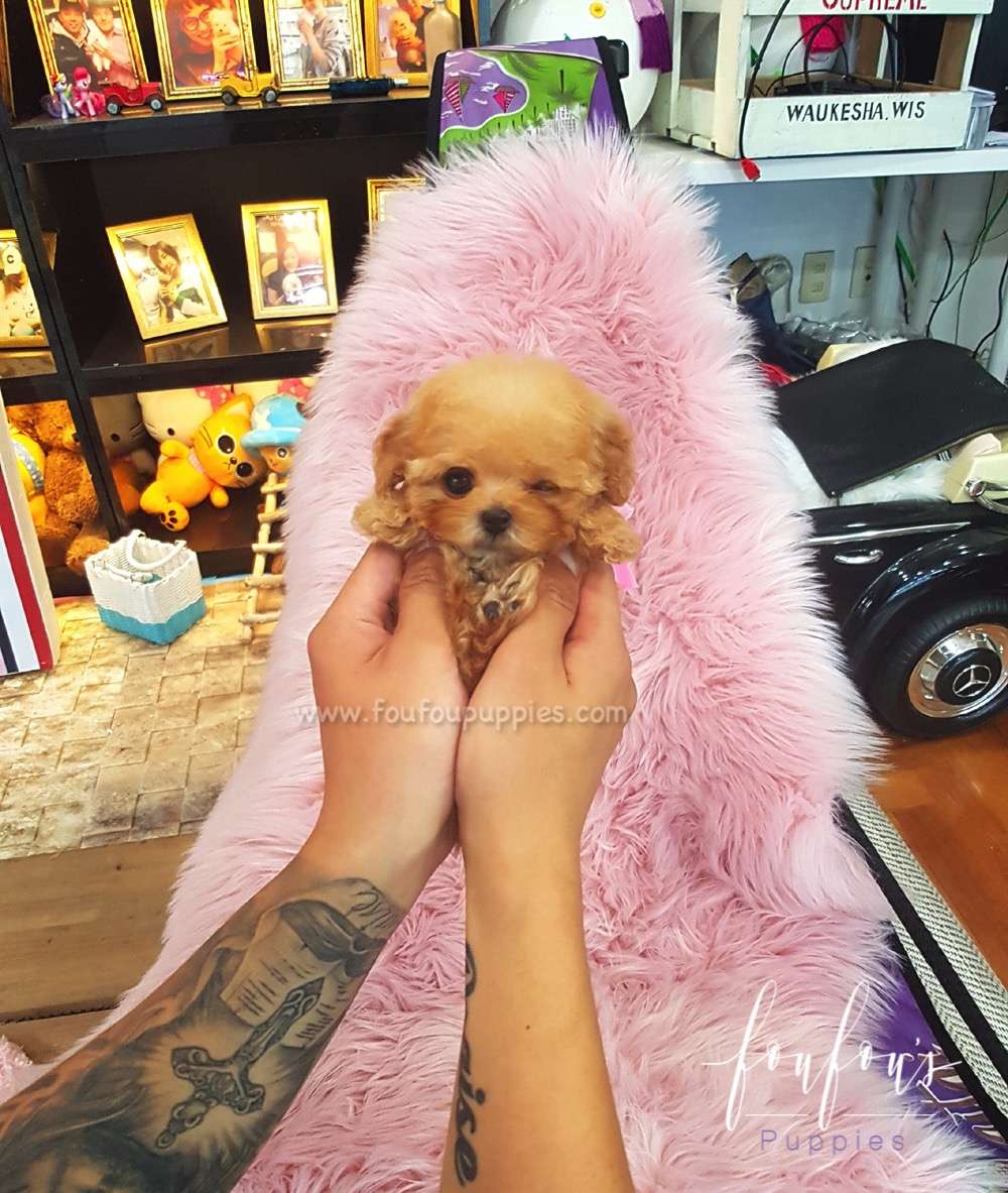 Kelly - Poodle F.