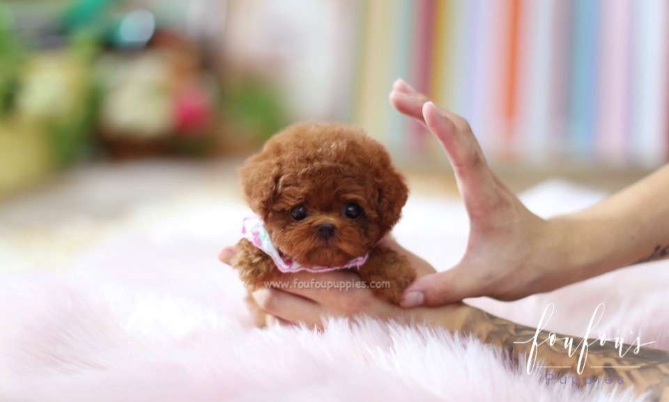Rouge - Poodle F.