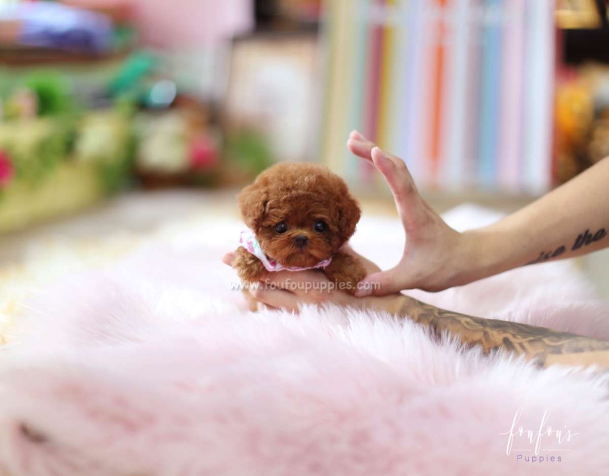 Rouge - Poodle F.