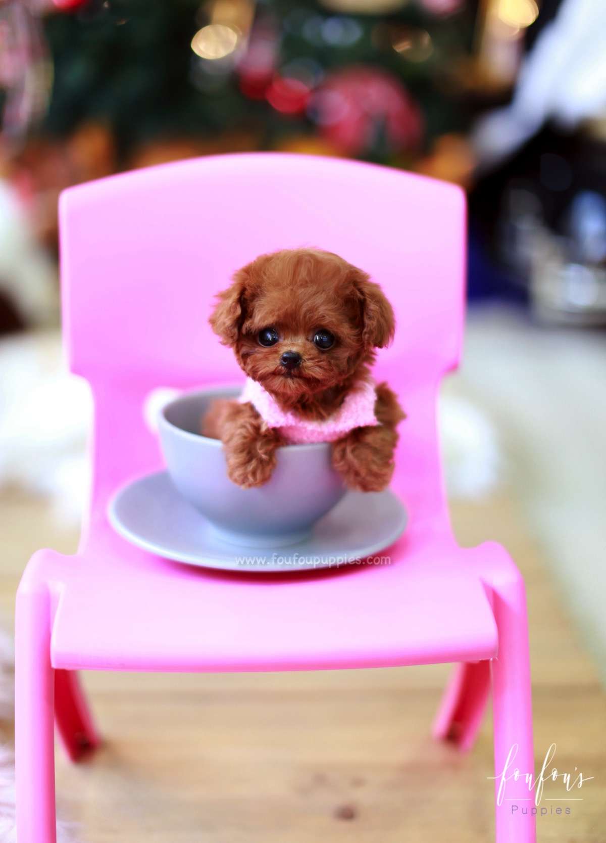 Cherry - Poodle F.