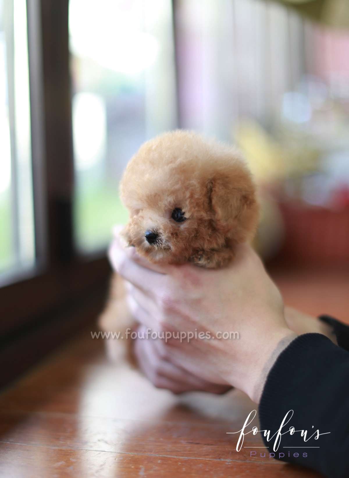 Pixie - Poodle F.