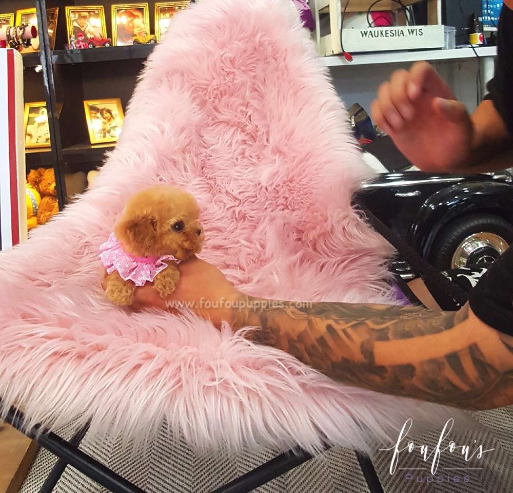 Kelly - Poodle F.