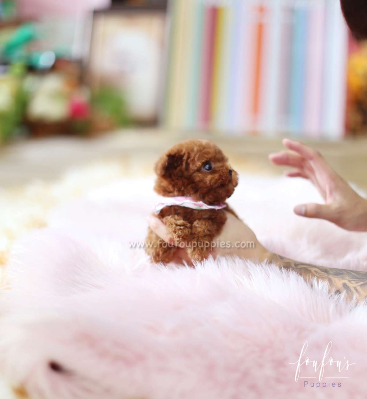 Rouge - Poodle F.