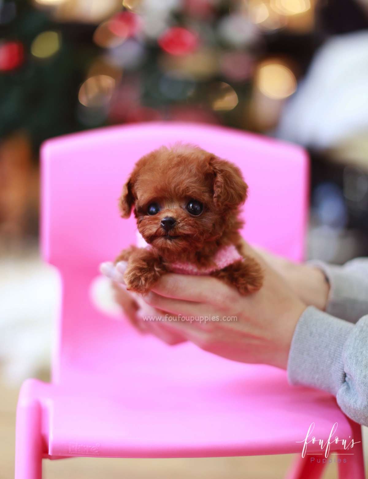 Cherry - Poodle F.