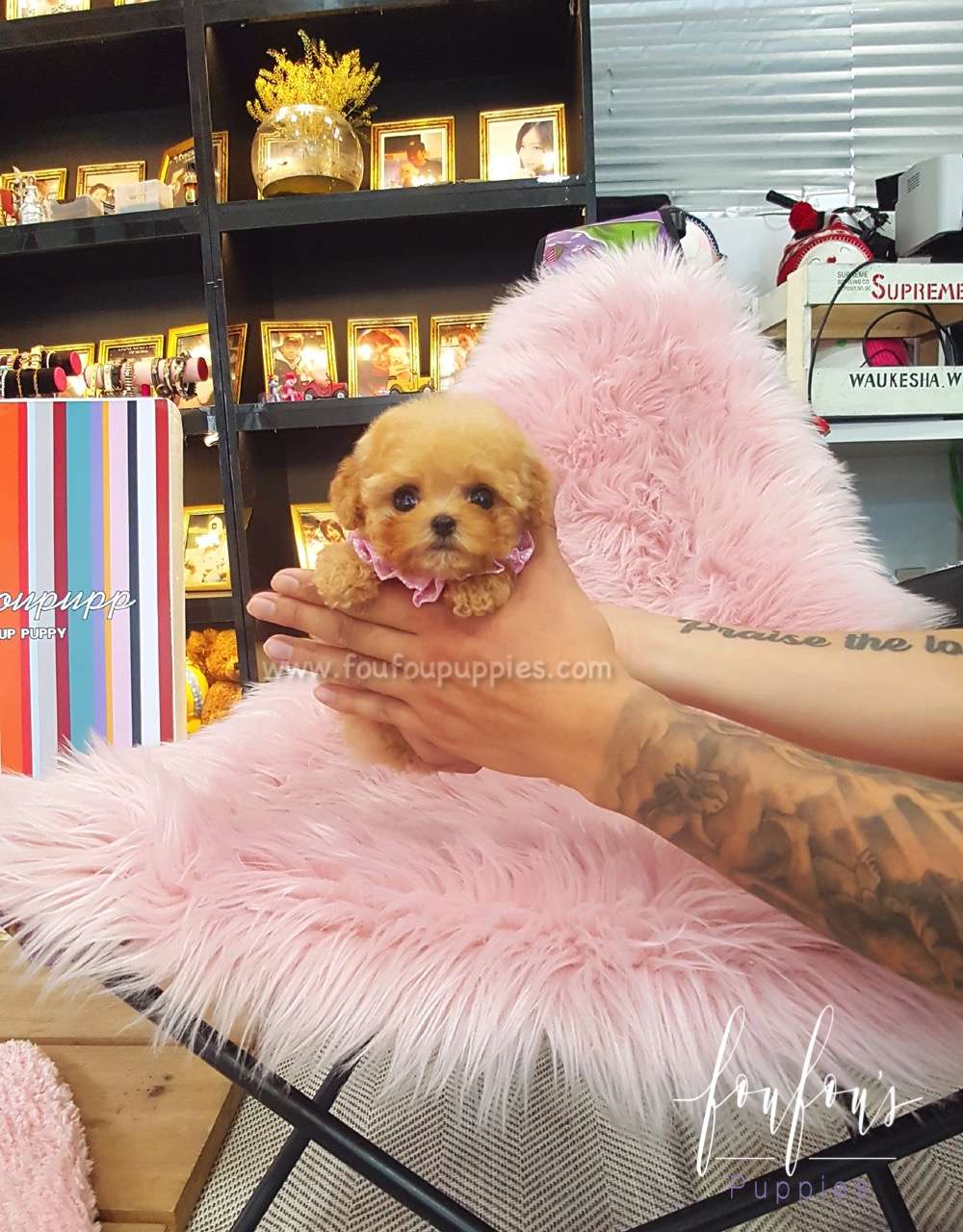 Kelly - Poodle F.