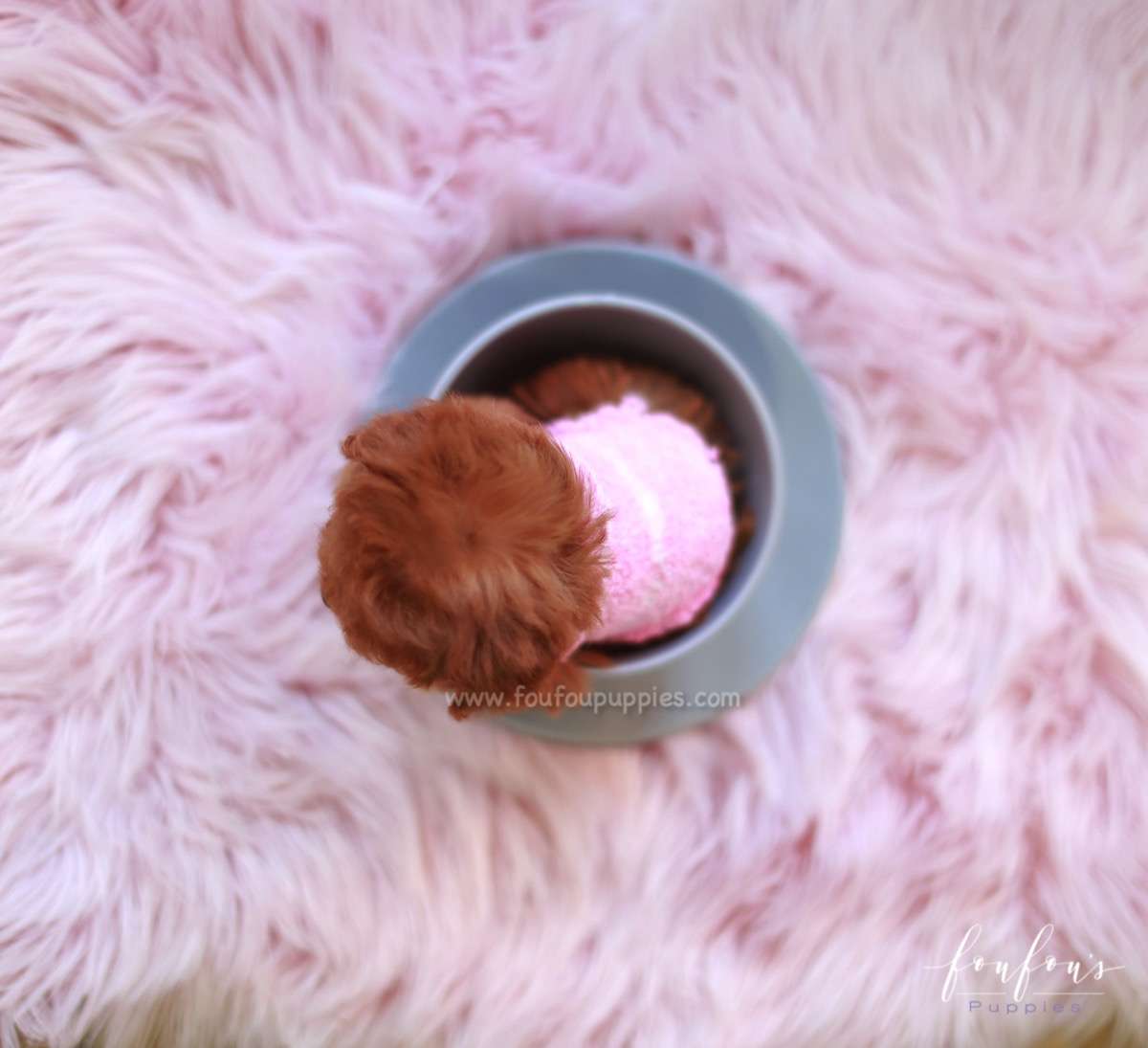 Cherry - Poodle F.