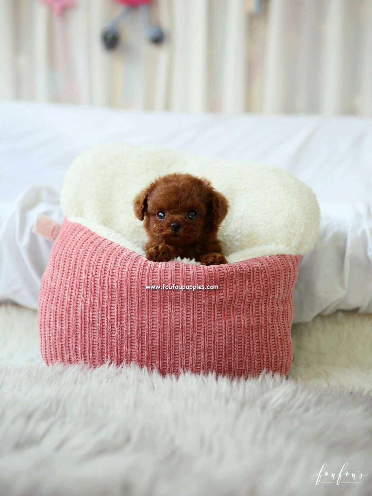 Noémi - Poodle F.