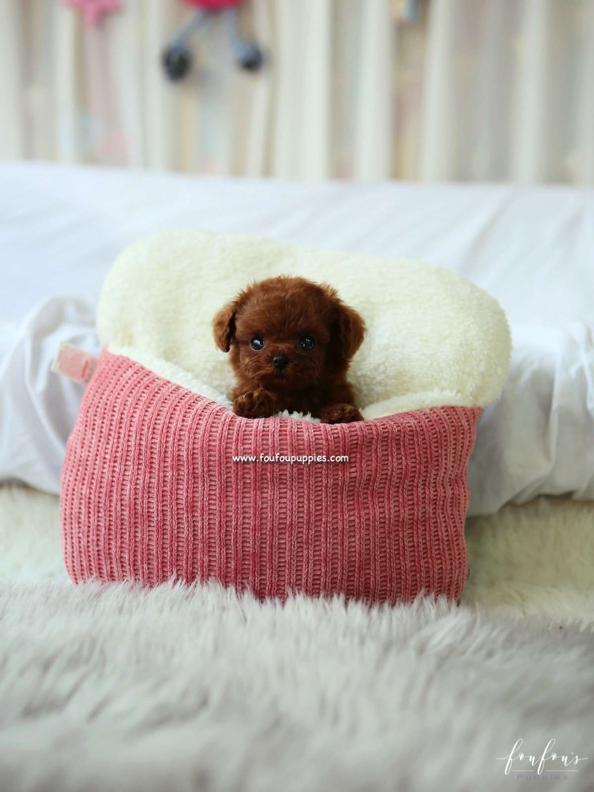 Noémi - Poodle F.