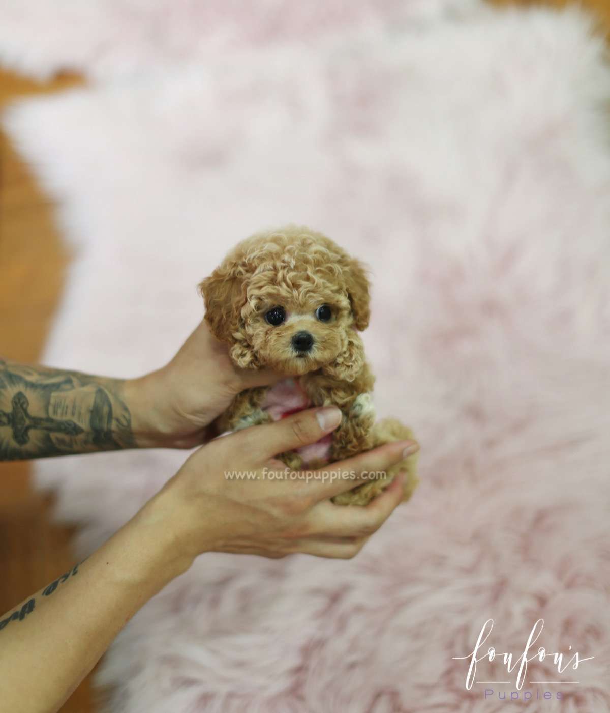 Amore - Poodle F.