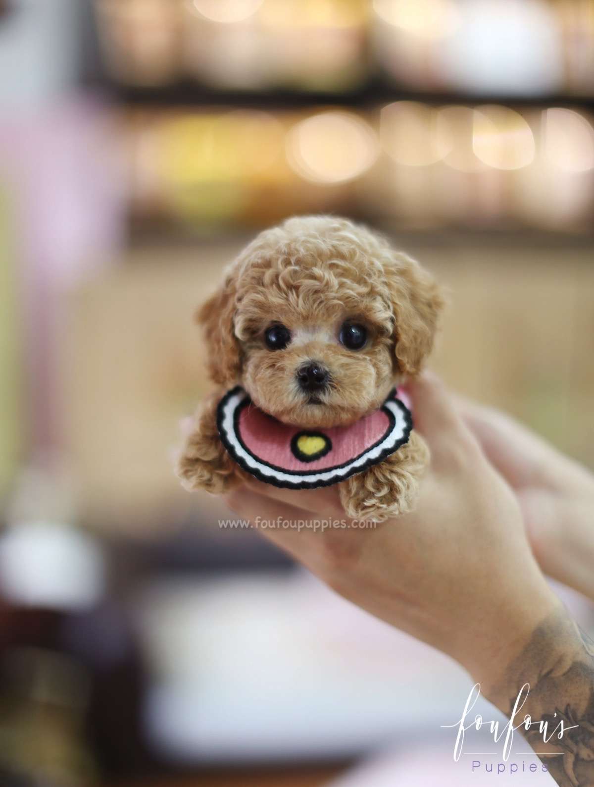 Amore - Poodle F.