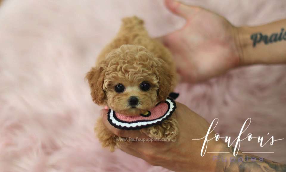 Amore - Poodle F.