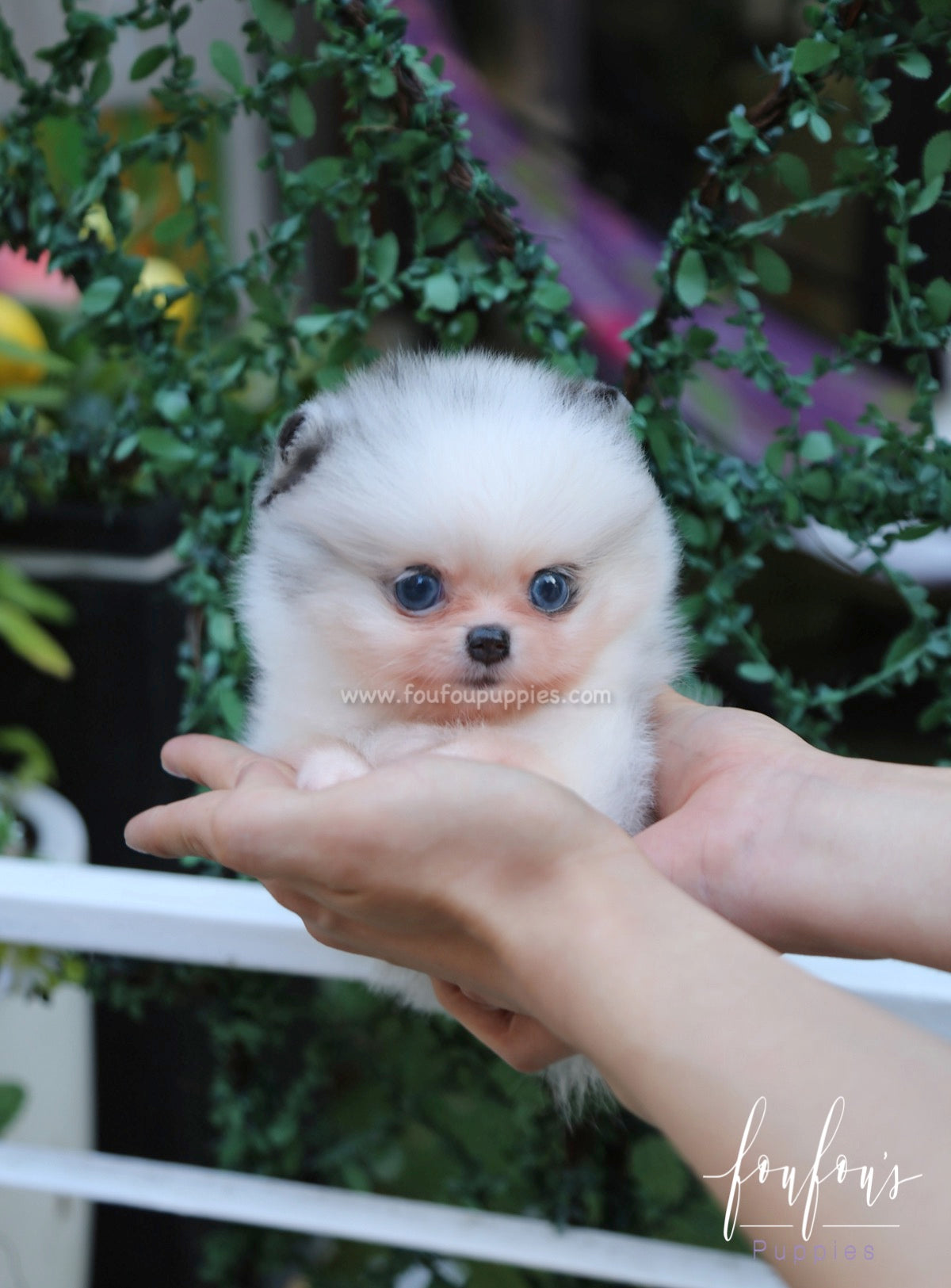 Aoki - Pomeranian M.