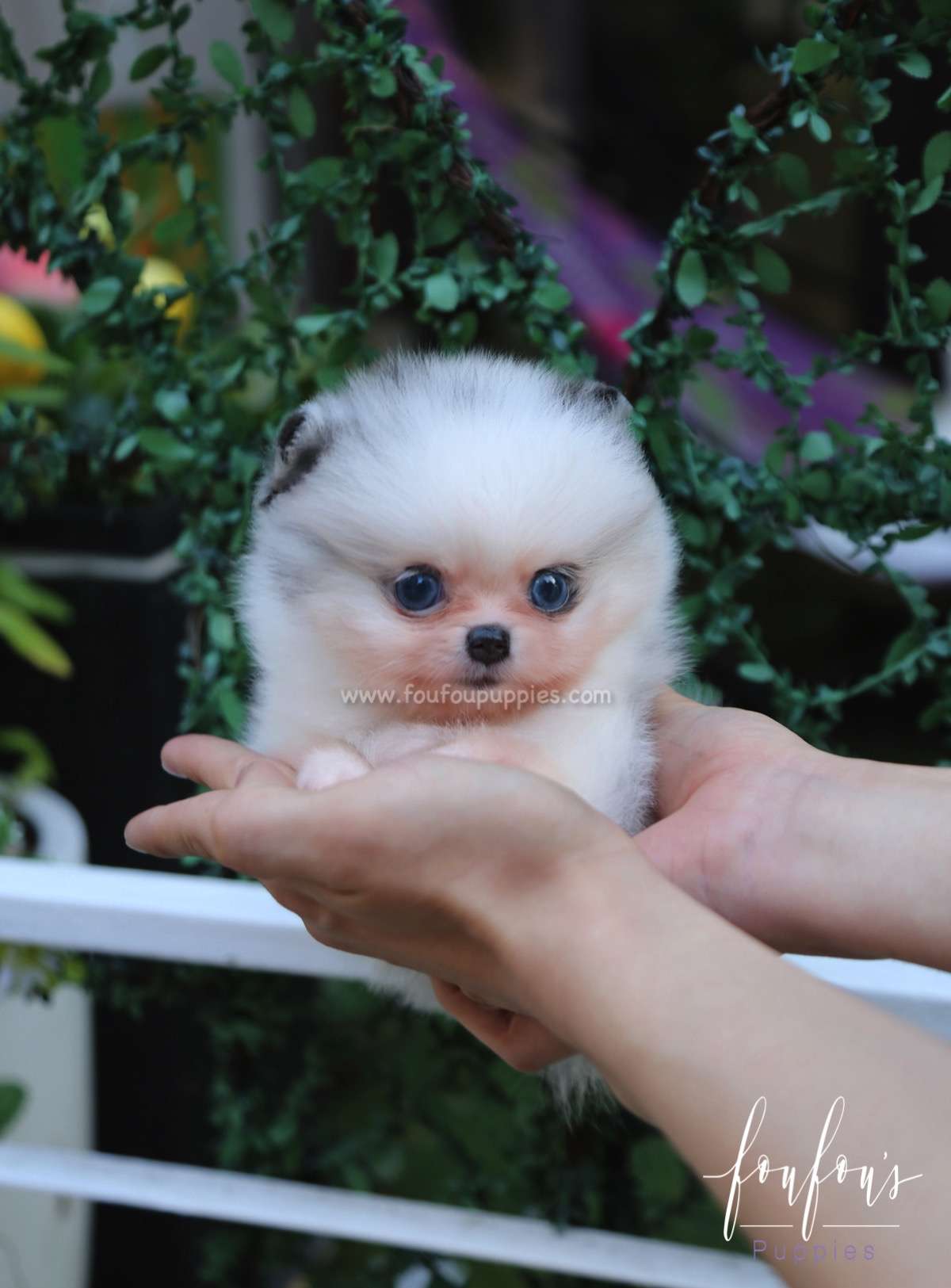 Aoki - Pomeranian M.