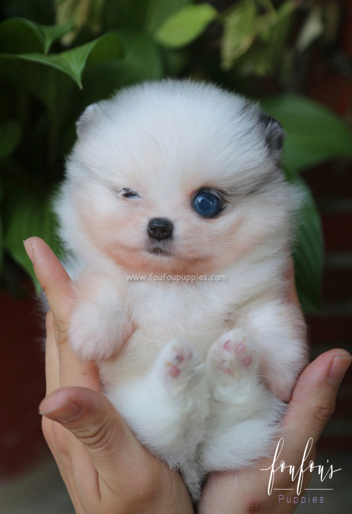 Aoki - Pomeranian M.