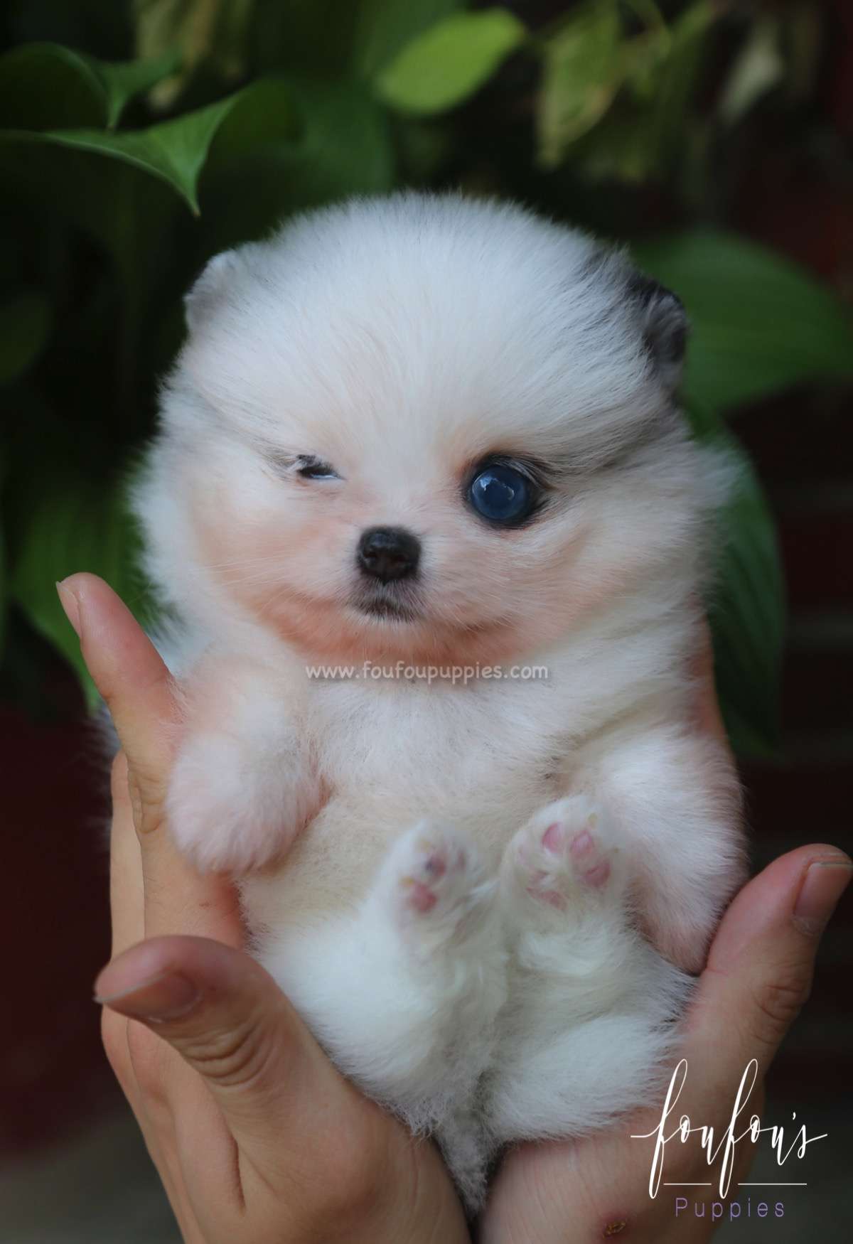 Aoki - Pomeranian M.