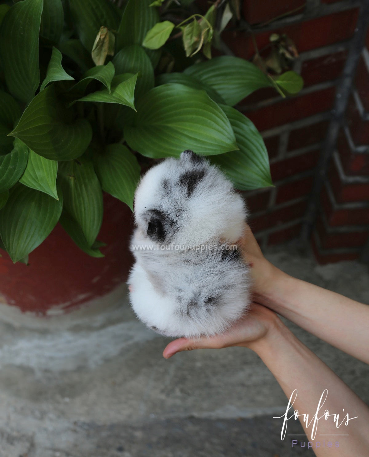 Aoki - Pomeranian M.