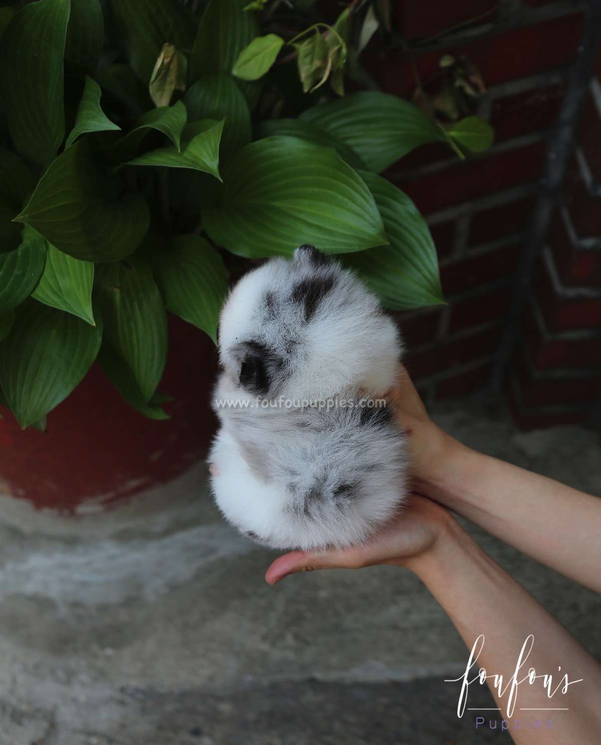 Aoki - Pomeranian M.