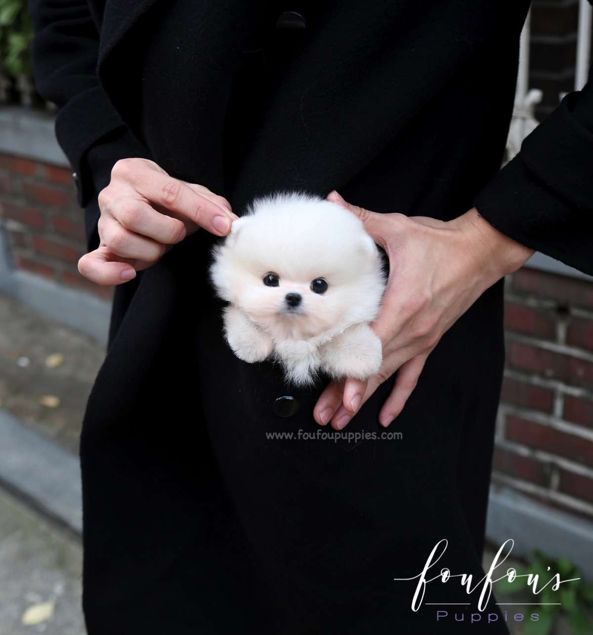 Bali - Pomeranian M.