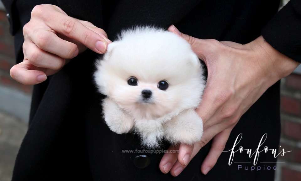 Bali - Pomeranian M.