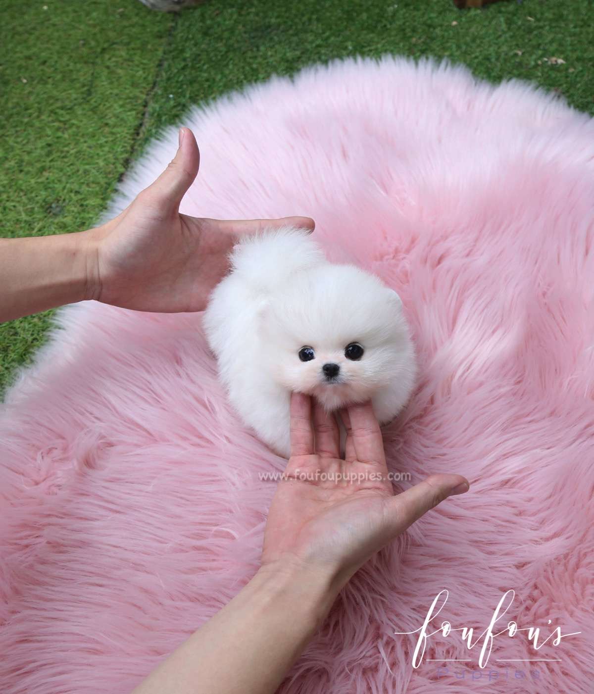 Bali - Pomeranian M.