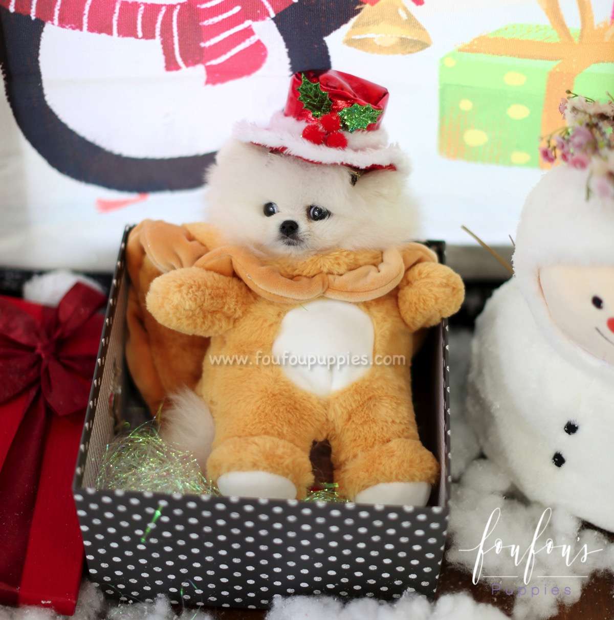 Claus - Pomeranian M.