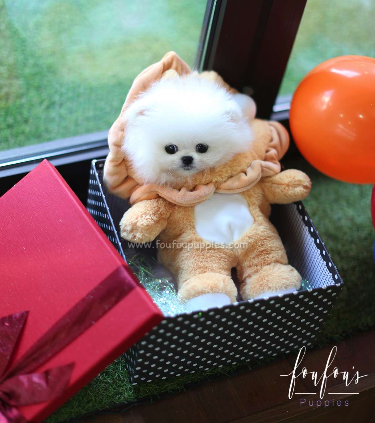Claus - Pomeranian M.