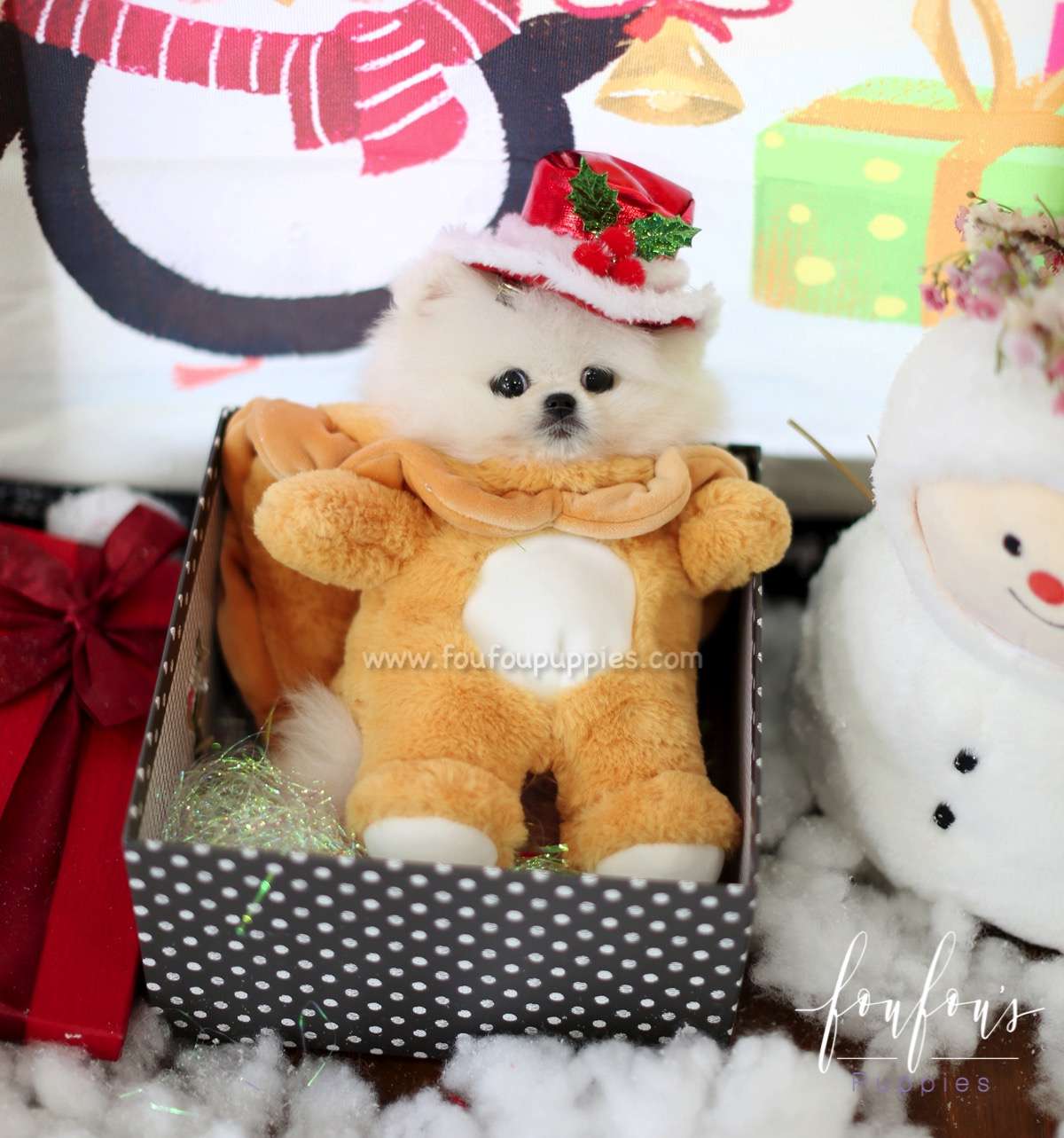 Claus - Pomeranian M.