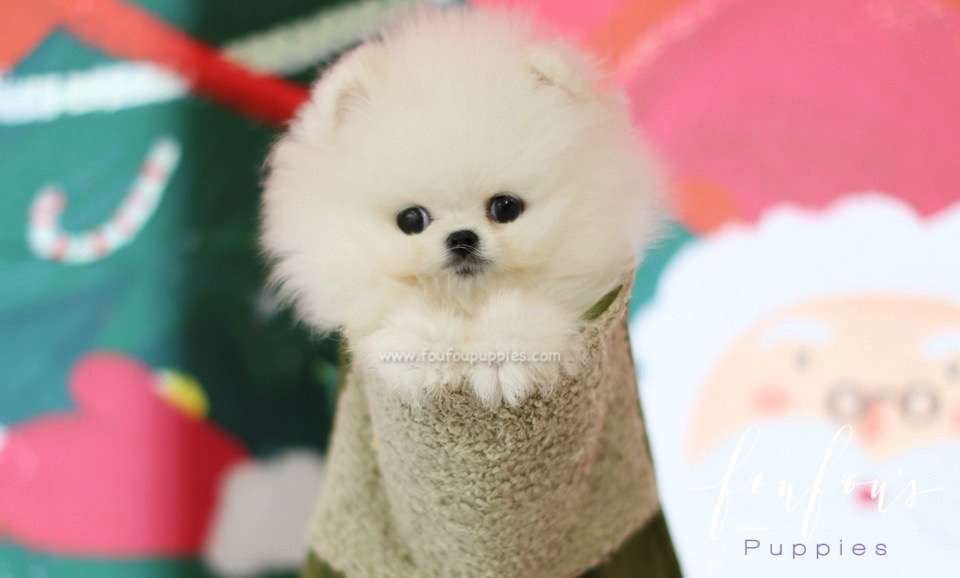 Claus - Pomeranian M.