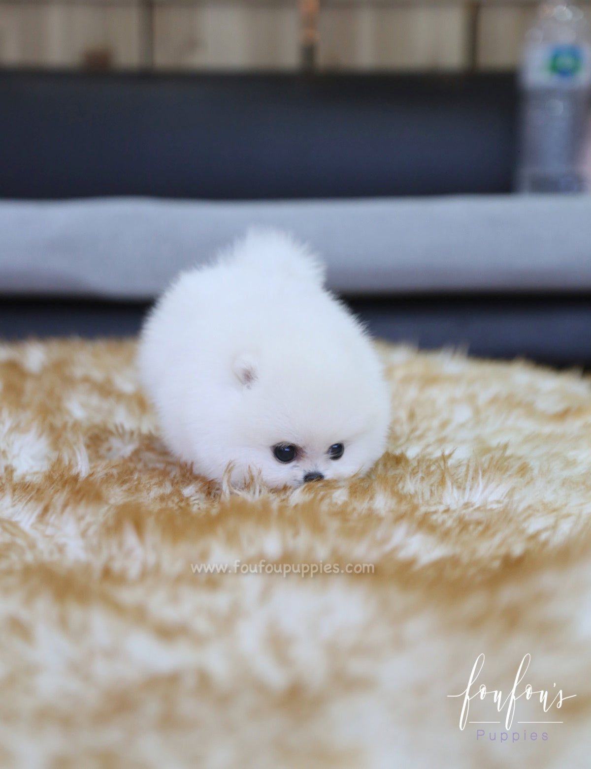 Cotton - Pomeranian F.