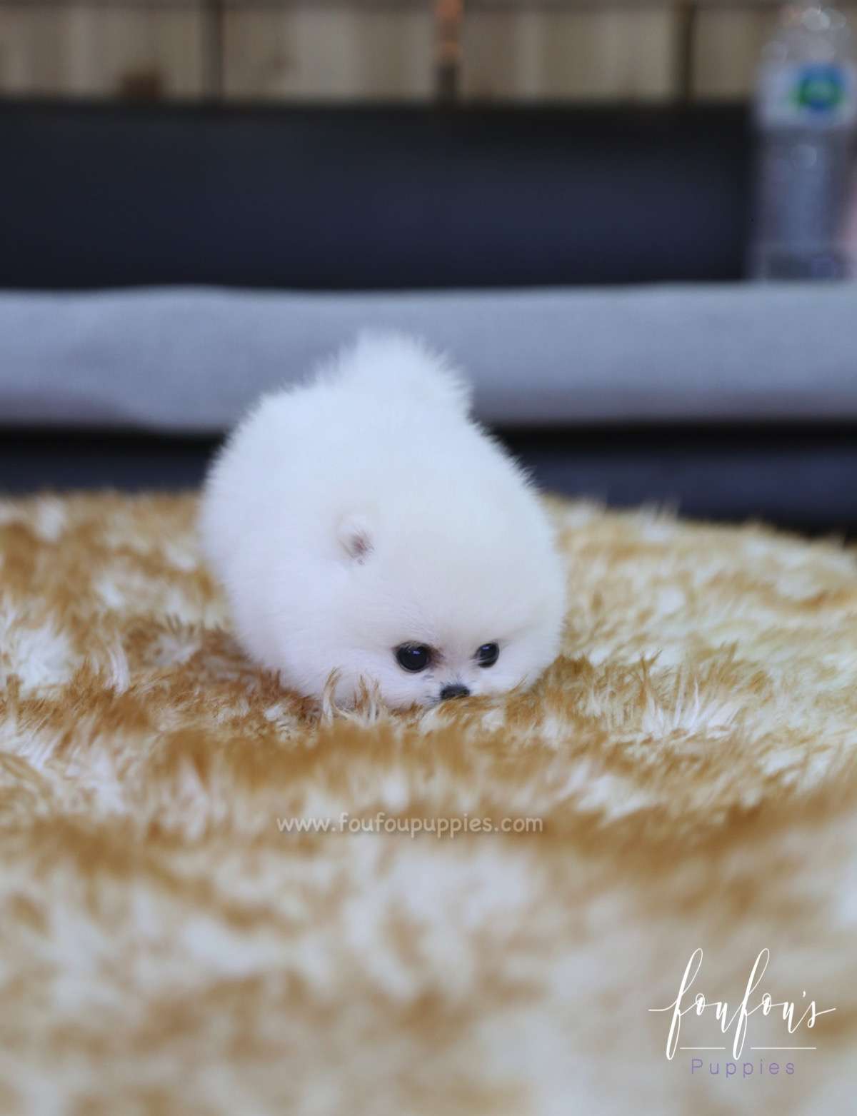 Cotton - Pomeranian F.